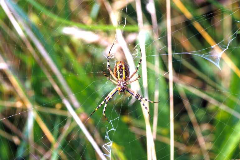 Argiope_bruennichi_P1505_Z_83_Les Gris_Frankrijk.jpg